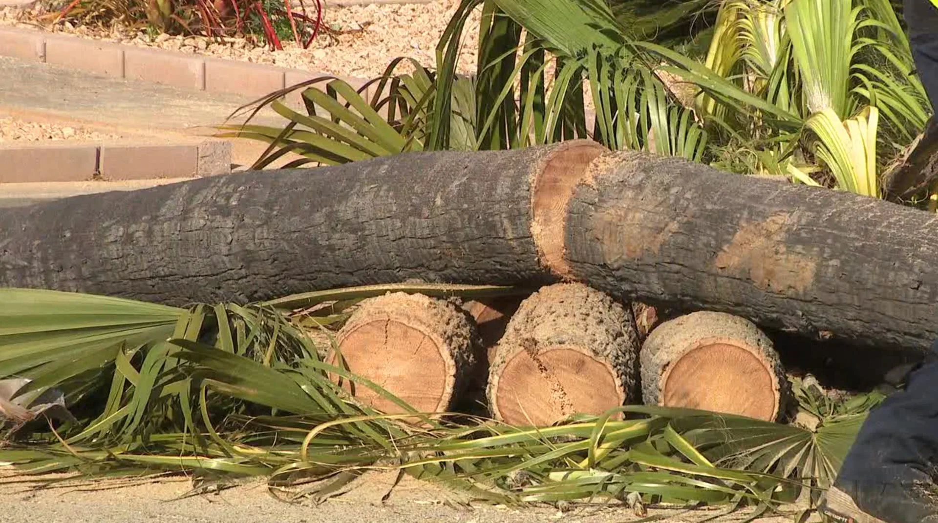 Palm Tree Removal Service Hillcrest